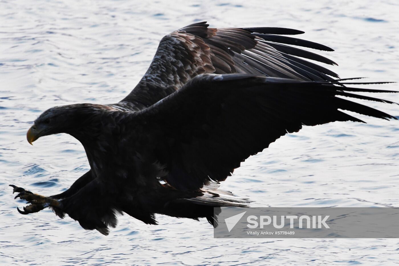Wildlife of Zolotoi Rog Bay in Vladivostok