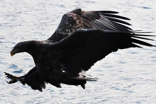 Wildlife of Zolotoi Rog Bay in Vladivostok