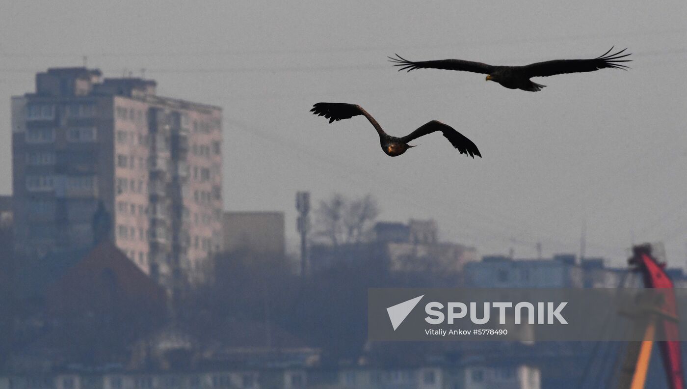 Wildlife of Zolotoi Rog Bay in Vladivostok