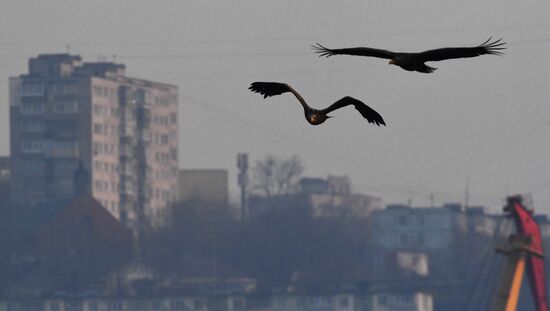 Wildlife of Zolotoi Rog Bay in Vladivostok