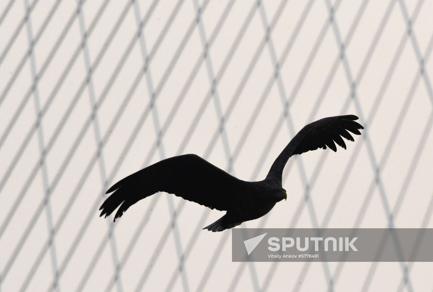 Wildlife of Zolotoi Rog Bay in Vladivostok