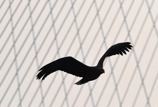 Wildlife of Zolotoi Rog Bay in Vladivostok