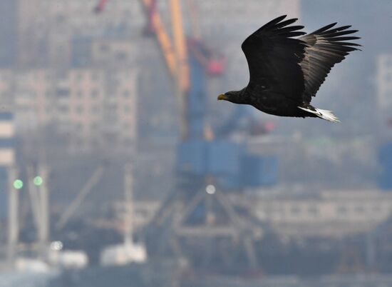 Wildlife of Zolotoi Rog Bay in Vladivostok