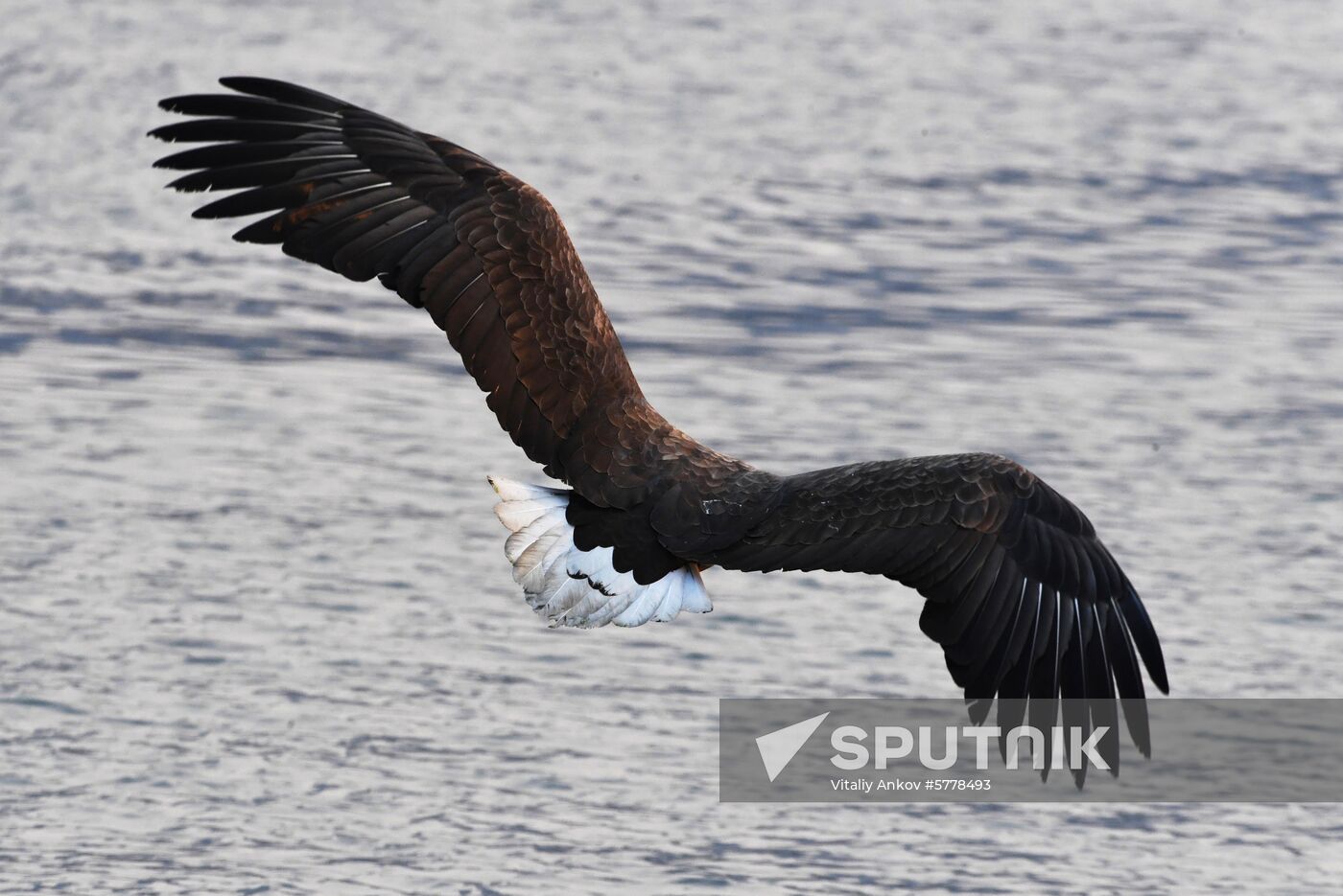 Wildlife of Zolotoi Rog Bay in Vladivostok