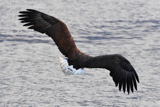 Wildlife of Zolotoi Rog Bay in Vladivostok
