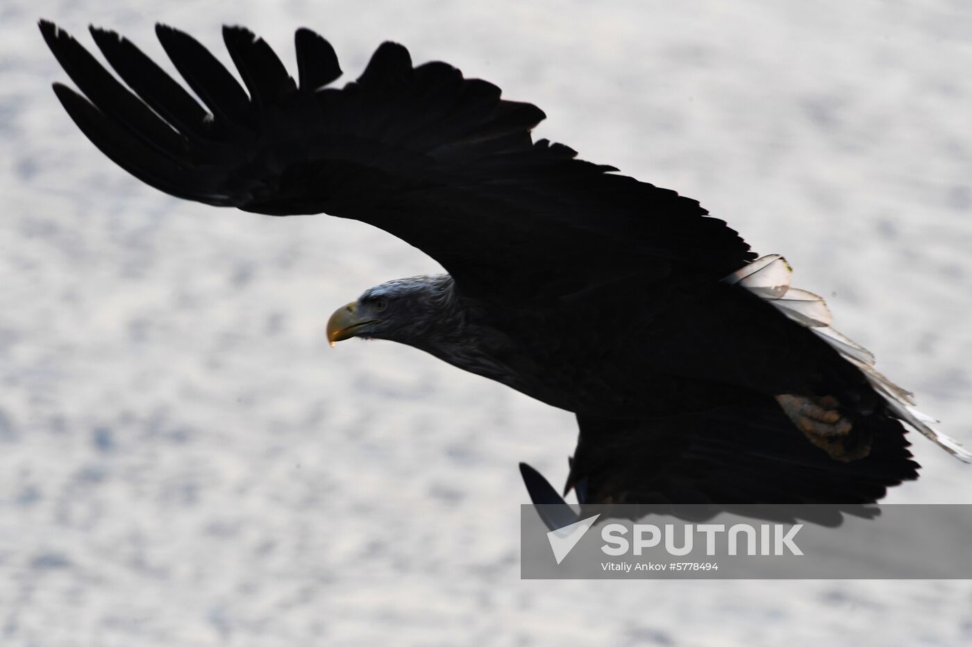Wildlife of Zolotoi Rog Bay in Vladivostok