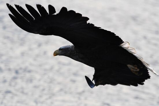 Wildlife of Zolotoi Rog Bay in Vladivostok