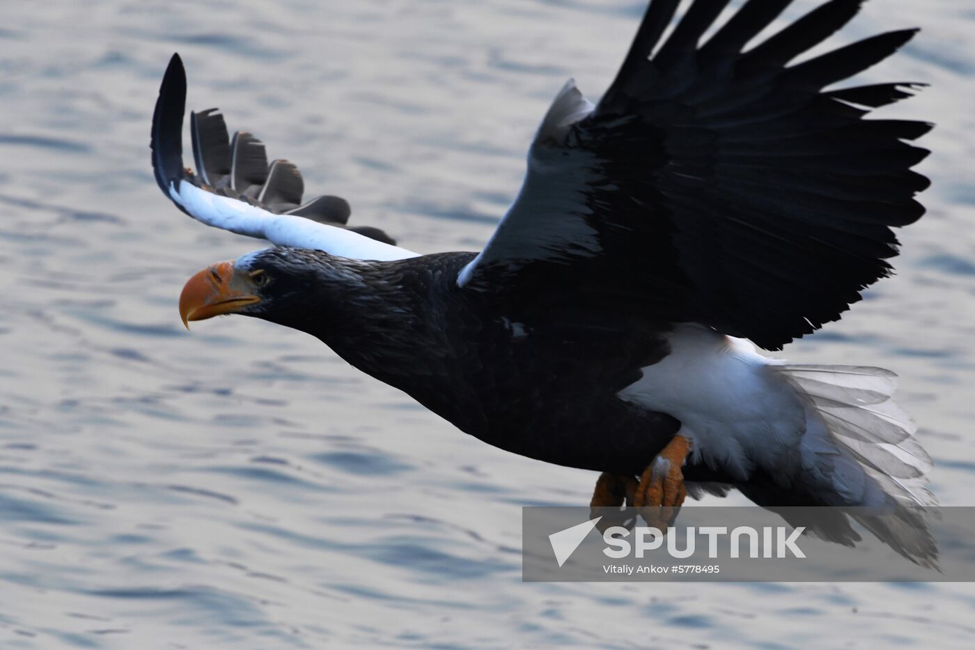 Wildlife of Zolotoi Rog Bay in Vladivostok