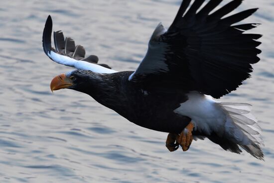Wildlife of Zolotoi Rog Bay in Vladivostok