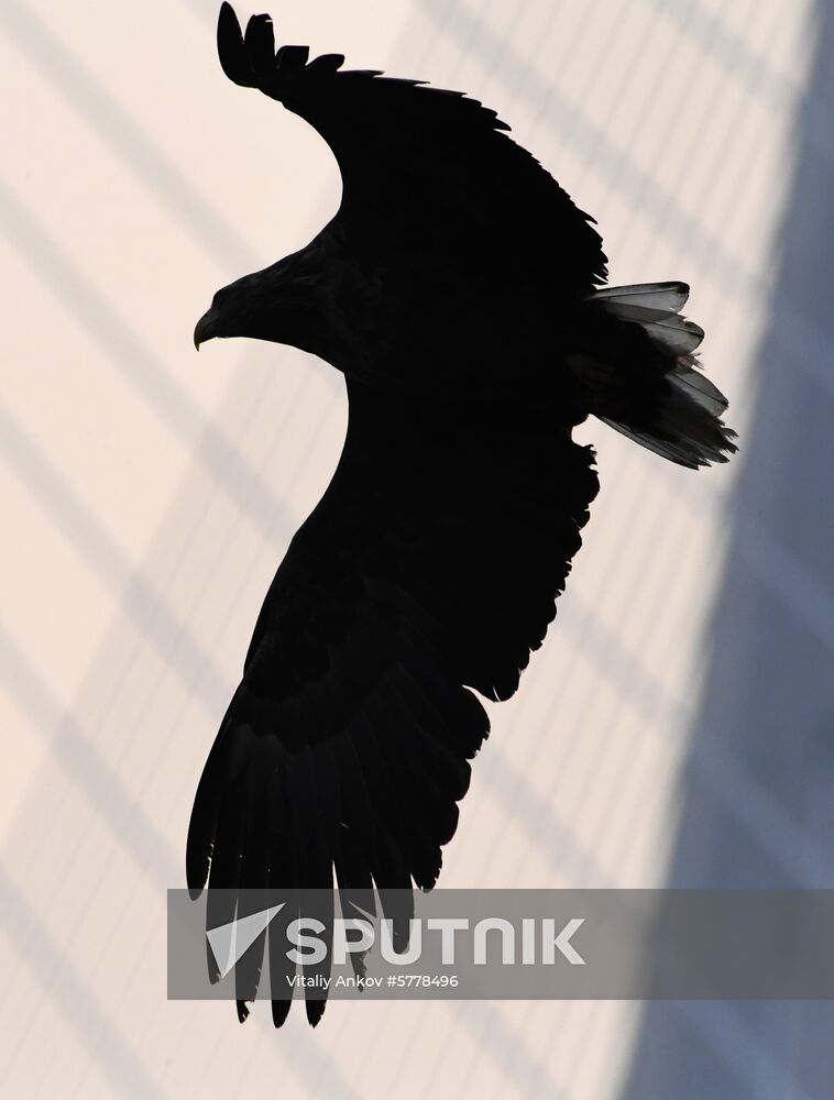 Wildlife of Zolotoi Rog Bay in Vladivostok