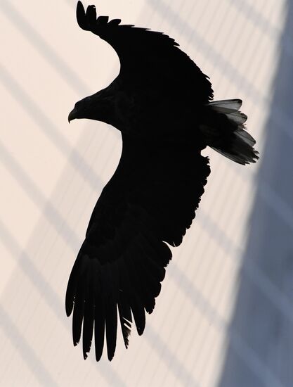 Wildlife of Zolotoi Rog Bay in Vladivostok