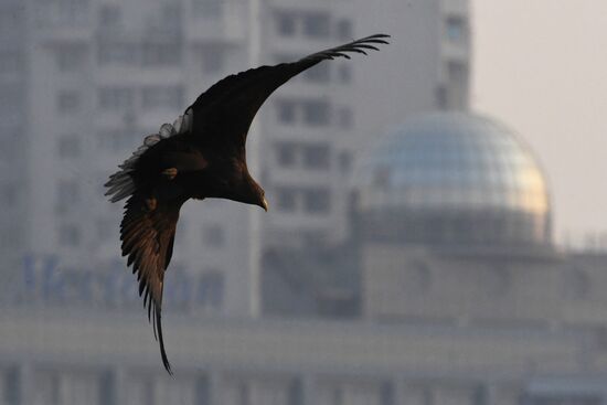 Wildlife of Zolotoi Rog Bay in Vladivostok