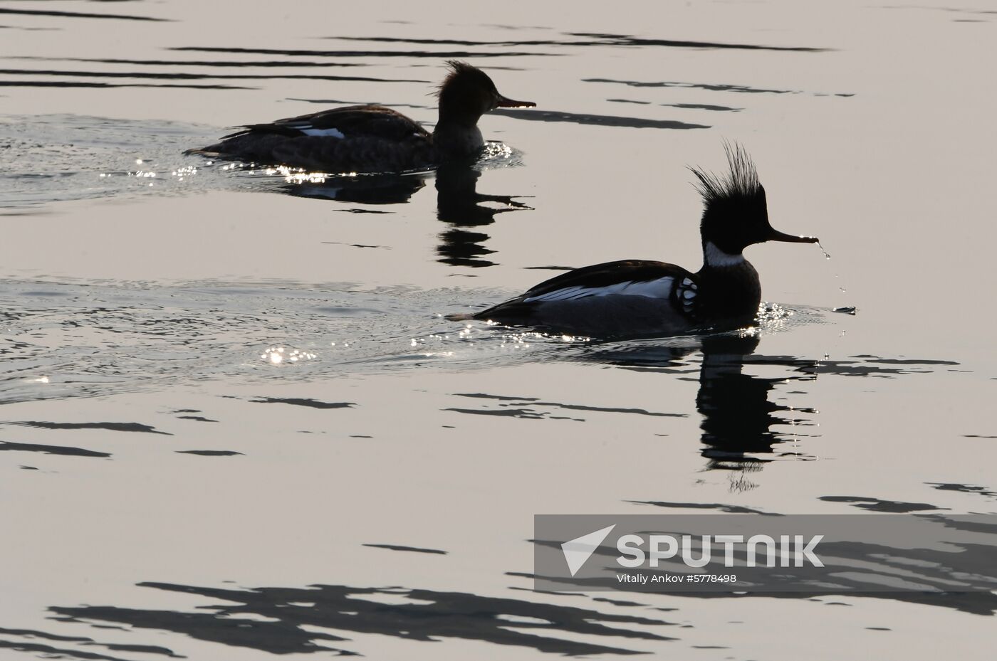 Wildlife of Zolotoi Rog Bay in Vladivostok
