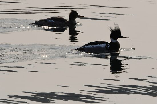 Wildlife of Zolotoi Rog Bay in Vladivostok