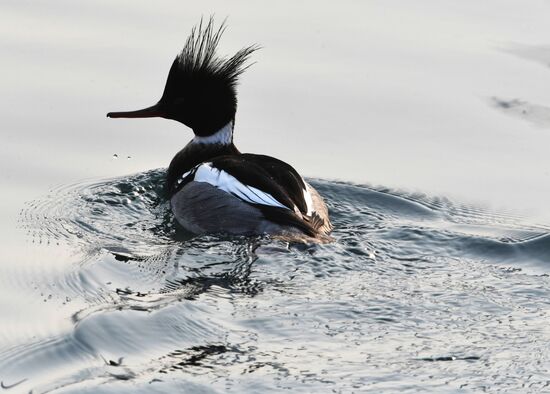 Wildlife of Zolotoi Rog Bay in Vladivostok