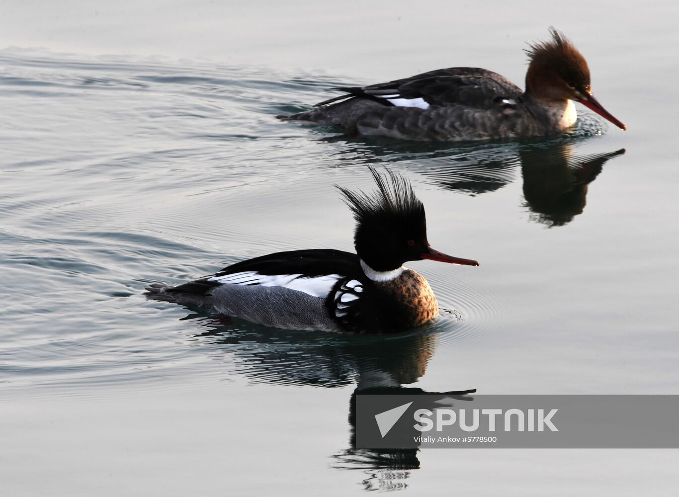 Wildlife of Zolotoi Rog Bay in Vladivostok