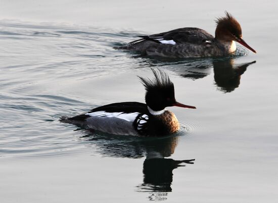 Wildlife of Zolotoi Rog Bay in Vladivostok