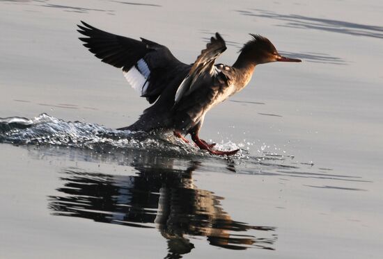Wildlife of Zolotoi Rog Bay in Vladivostok