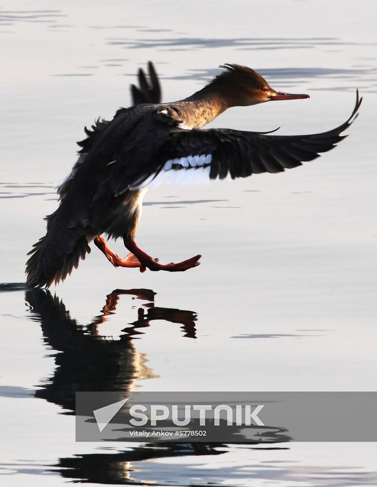 Wildlife of Zolotoi Rog Bay in Vladivostok