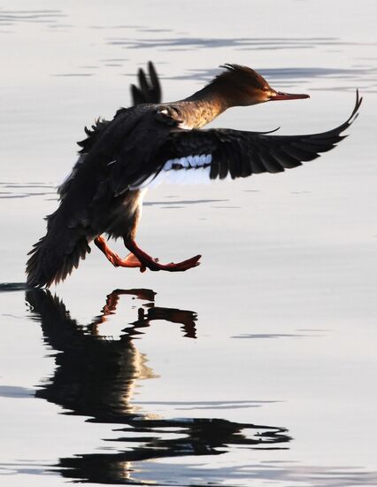 Wildlife of Zolotoi Rog Bay in Vladivostok