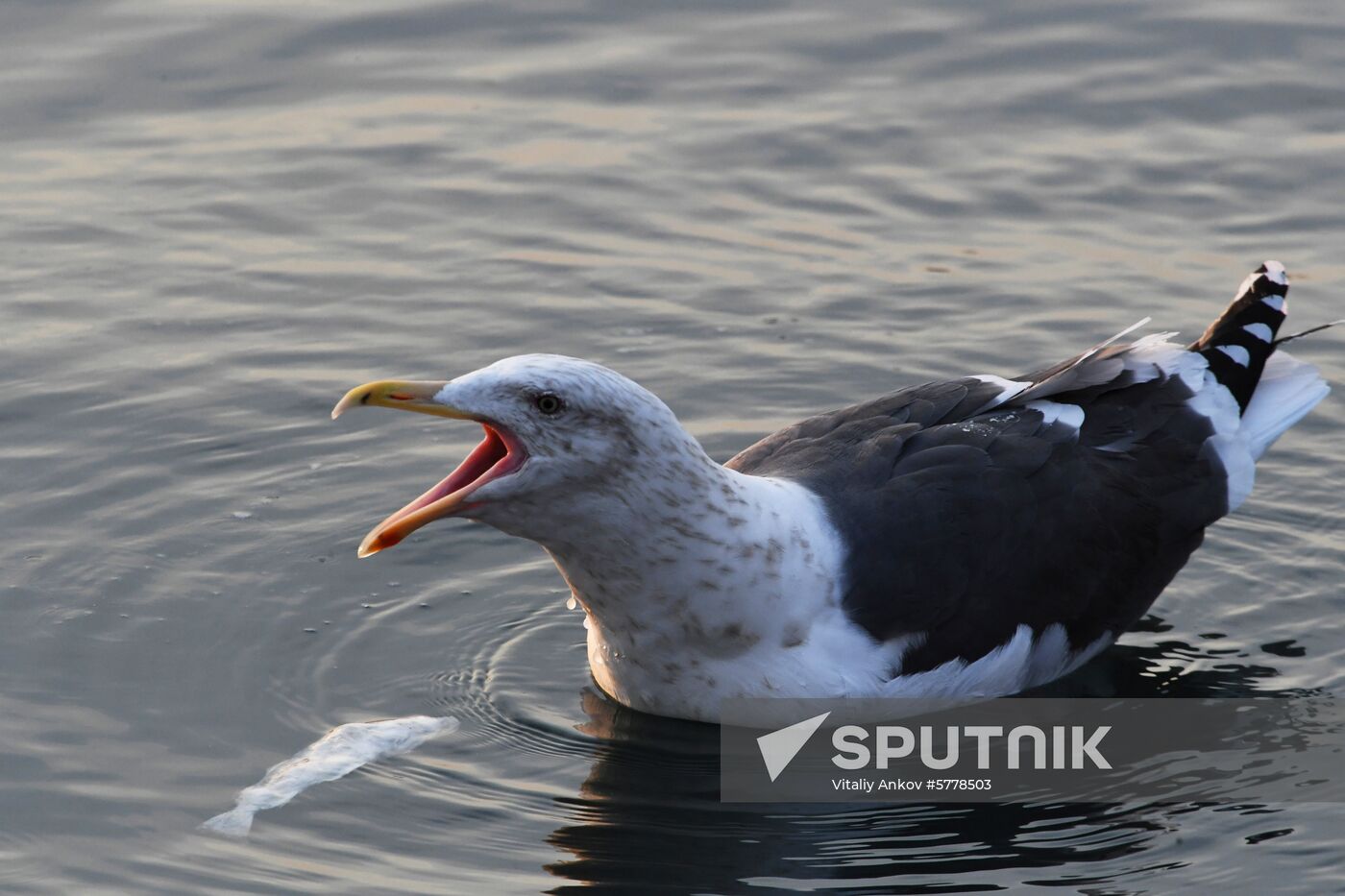 Wildlife of Zolotoi Rog Bay in Vladivostok