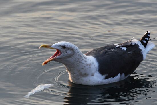 Wildlife of Zolotoi Rog Bay in Vladivostok