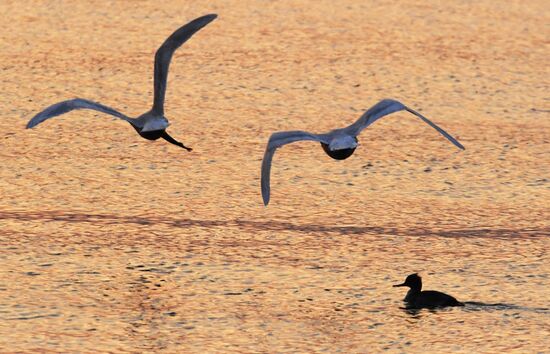 Wildlife of Zolotoi Rog Bay in Vladivostok
