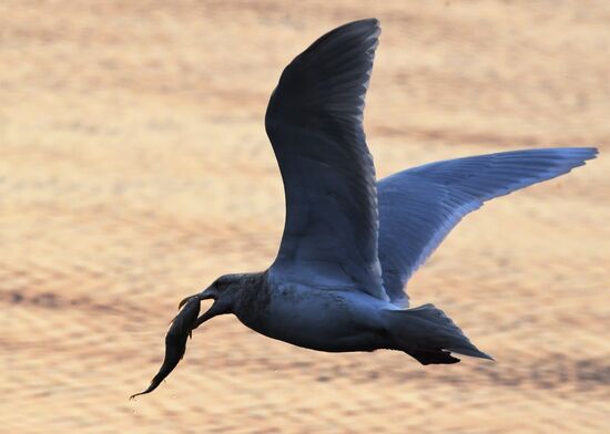 Wildlife of Zolotoi Rog Bay in Vladivostok