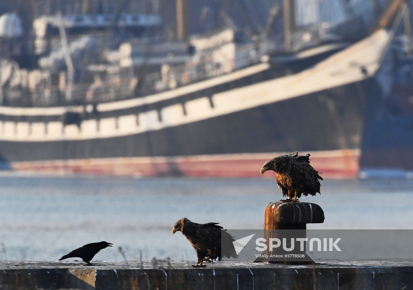 Wildlife of Zolotoi Rog Bay in Vladivostok