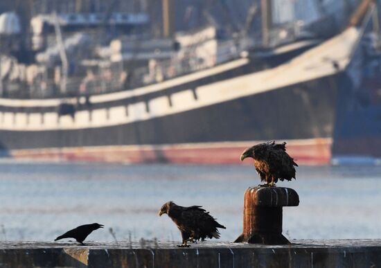 Wildlife of Zolotoi Rog Bay in Vladivostok