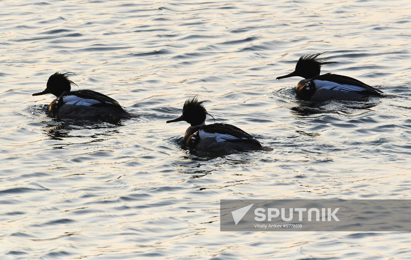 Wildlife of Zolotoi Rog Bay in Vladivostok