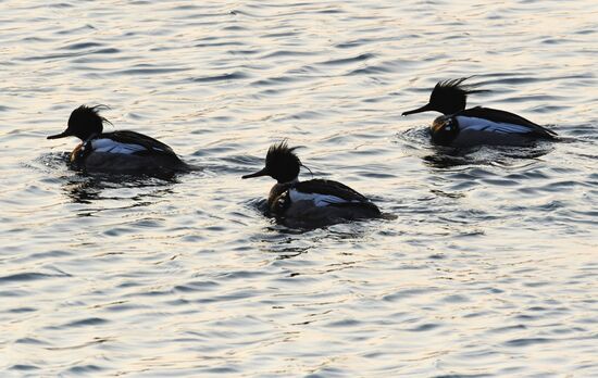 Wildlife of Zolotoi Rog Bay in Vladivostok