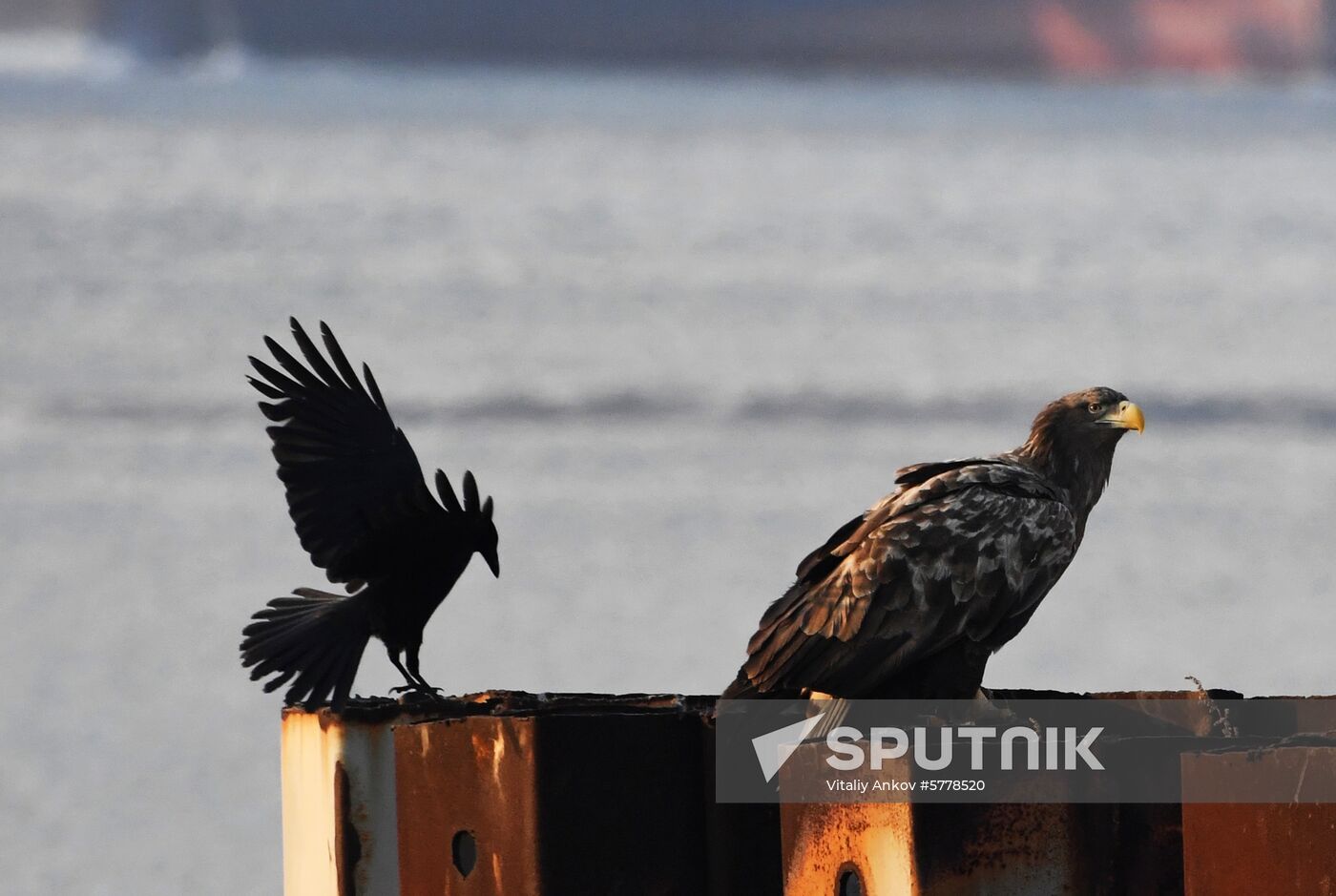Wildlife of Zolotoi Rog Bay in Vladivostok