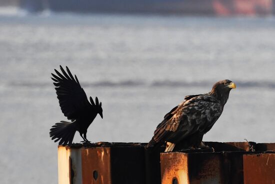 Wildlife of Zolotoi Rog Bay in Vladivostok