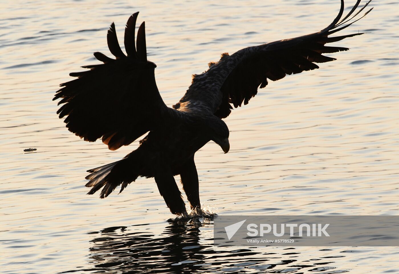Wildlife of Zolotoi Rog Bay in Vladivostok