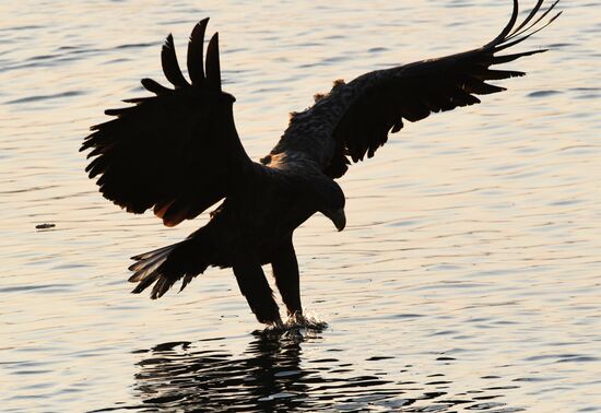 Wildlife of Zolotoi Rog Bay in Vladivostok