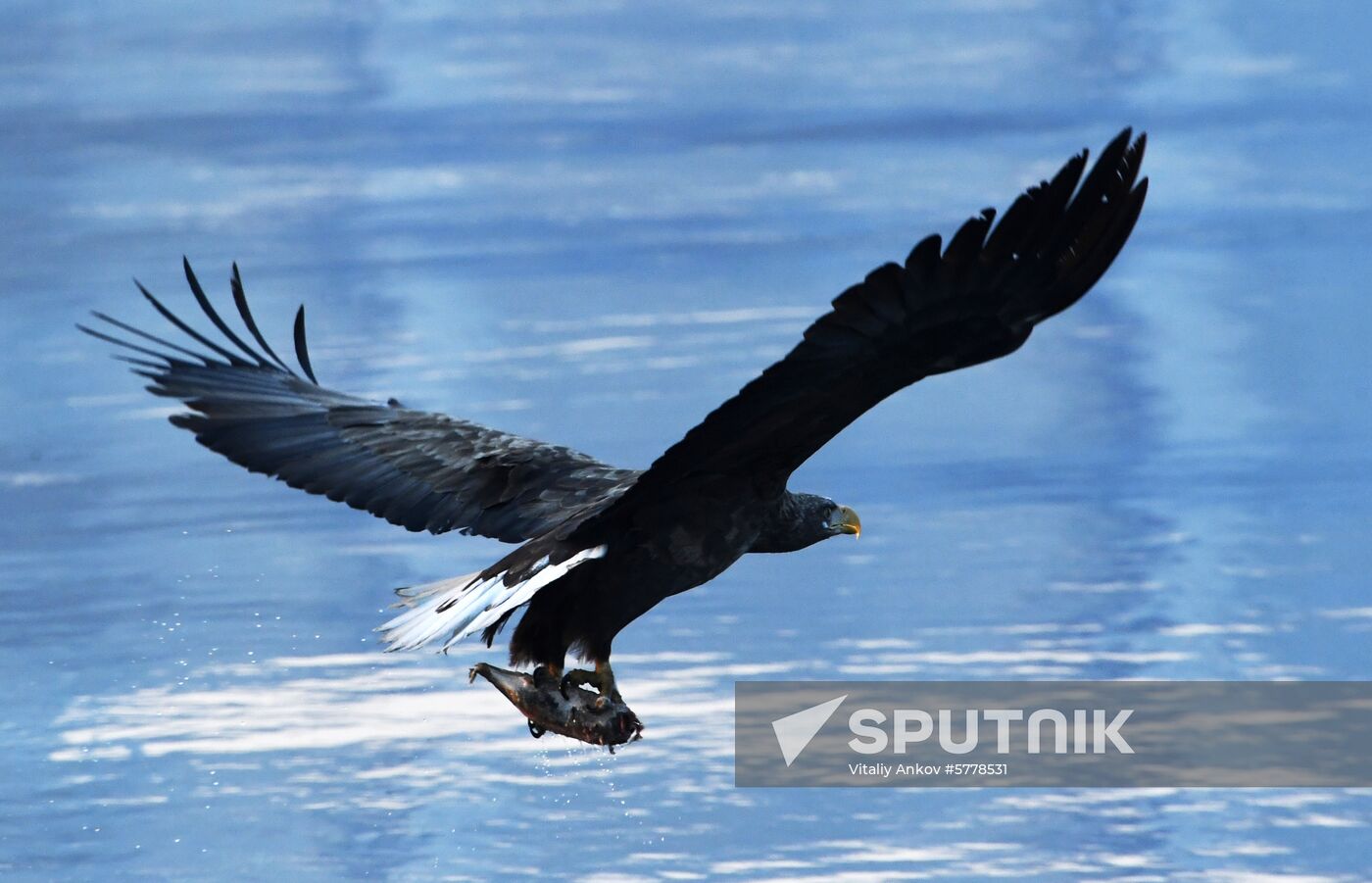 Wildlife of Zolotoi Rog Bay in Vladivostok