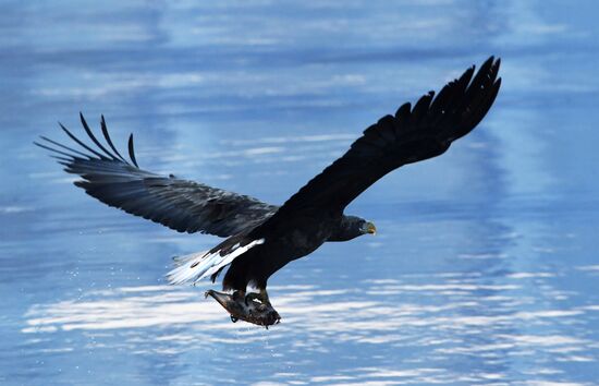 Wildlife of Zolotoi Rog Bay in Vladivostok