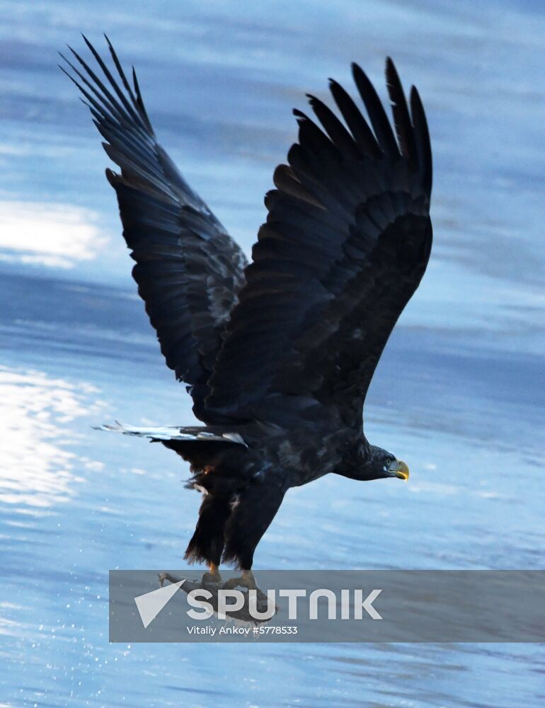 Wildlife of Zolotoi Rog Bay in Vladivostok