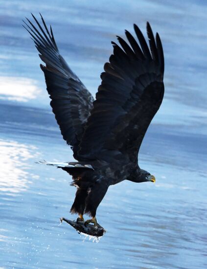 Wildlife of Zolotoi Rog Bay in Vladivostok