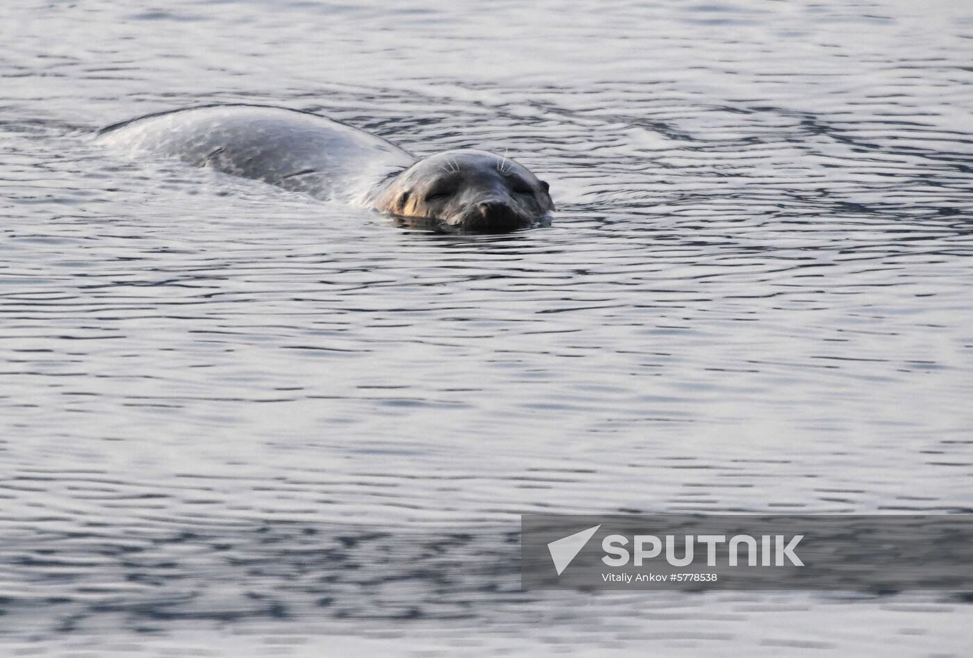Wildlife of Zolotoi Rog Bay in Vladivostok
