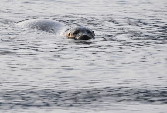 Wildlife of Zolotoi Rog Bay in Vladivostok