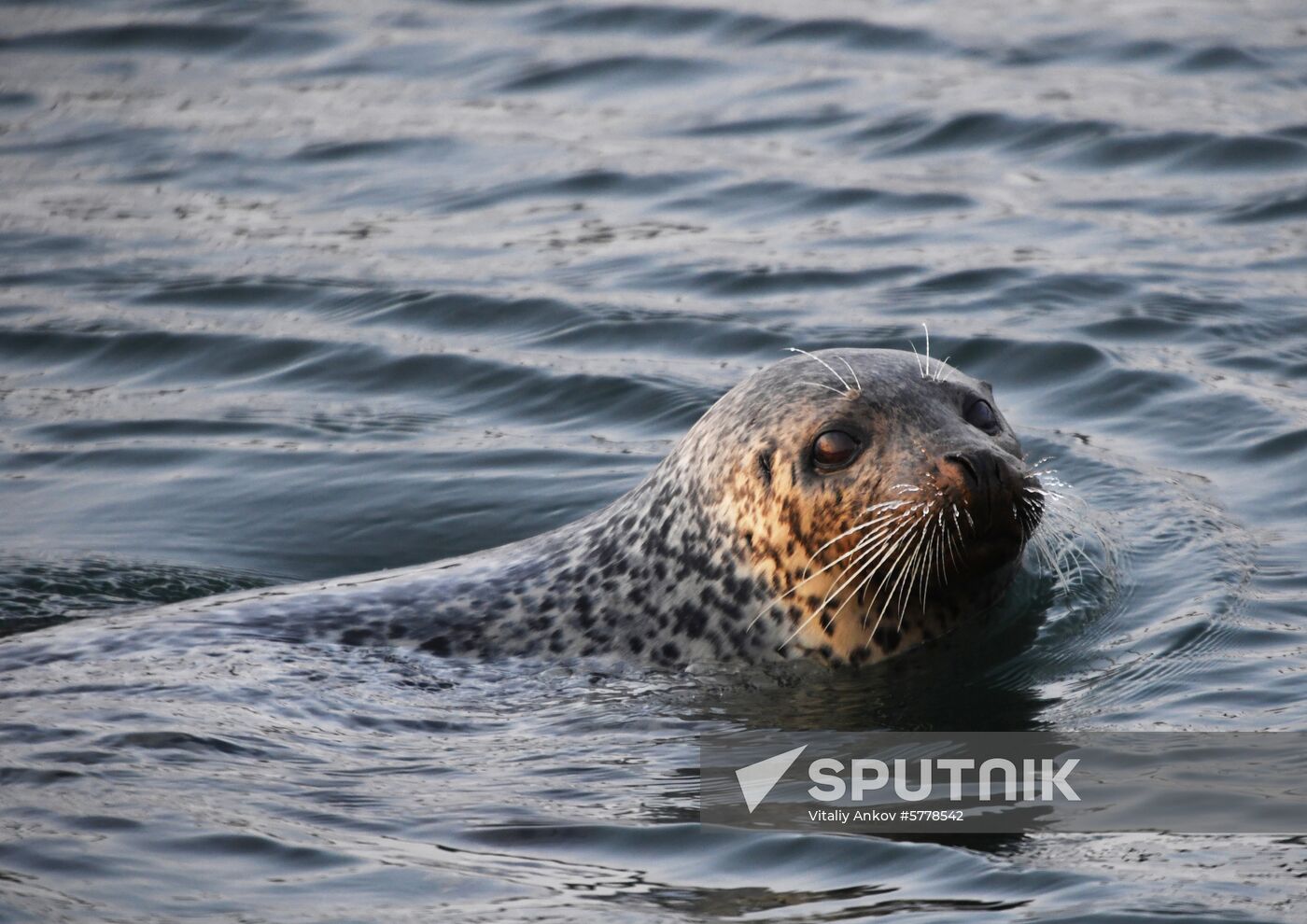 Wildlife of Zolotoi Rog Bay in Vladivostok