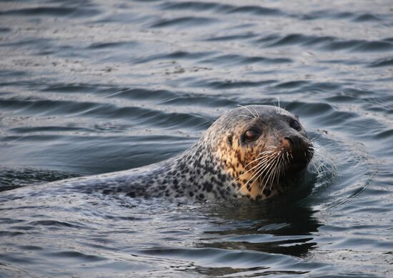 Wildlife of Zolotoi Rog Bay in Vladivostok