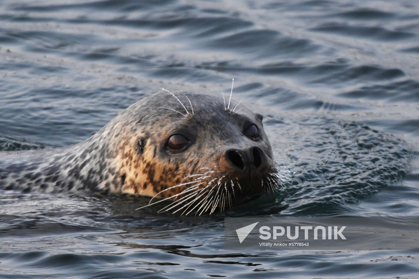 Wildlife of Zolotoi Rog Bay in Vladivostok