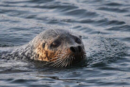 Wildlife of Zolotoi Rog Bay in Vladivostok