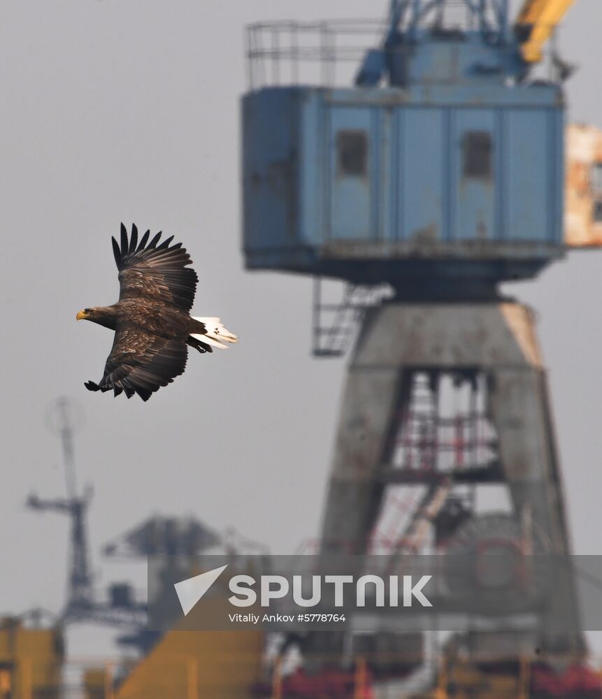 Russia Vladivostok