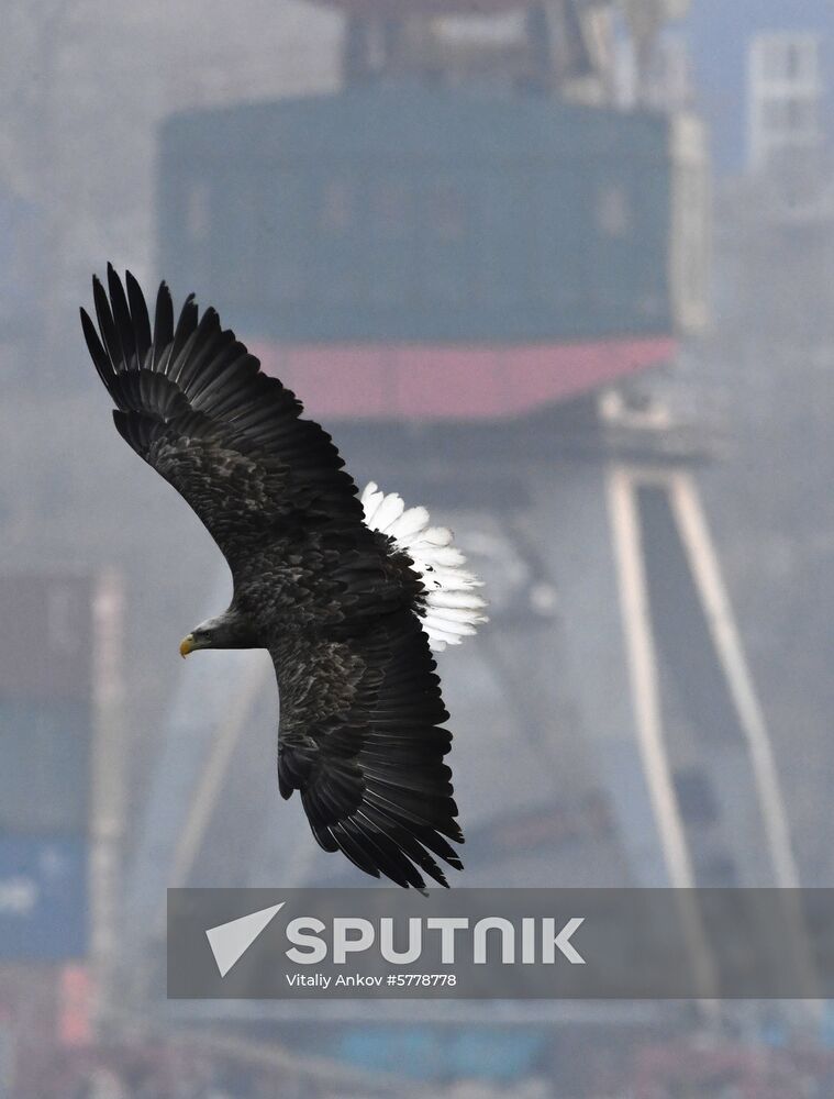 Russia Vladivostok