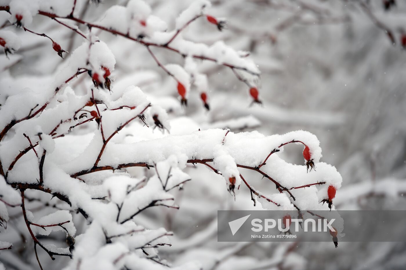 Snowfall in Moscow