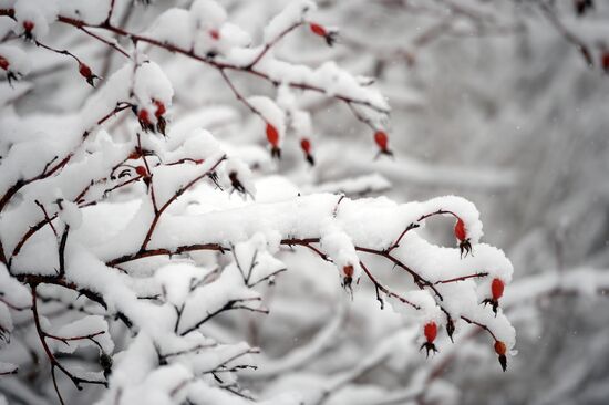 Snowfall in Moscow